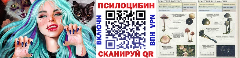 хочу наркоту  Славск  Галлюциногенные грибы Cubensis 